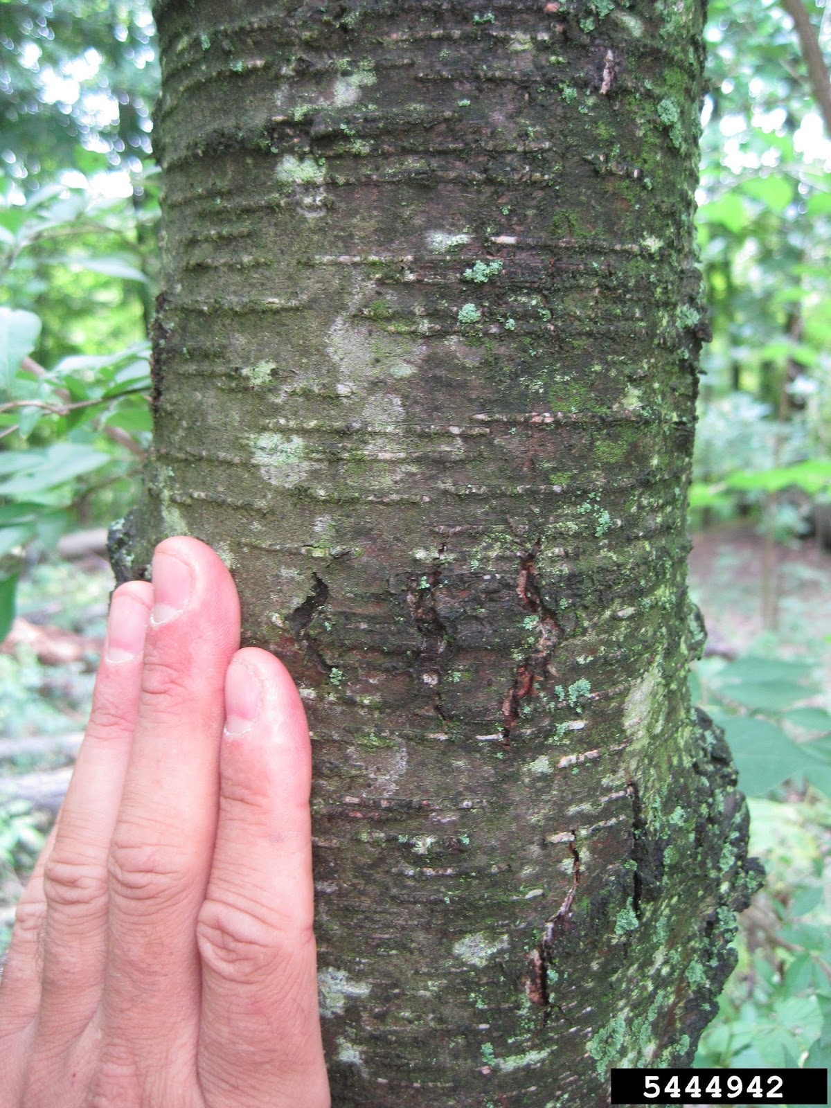 A Year With The Trees Black Haw Viburnam Prunifolium
