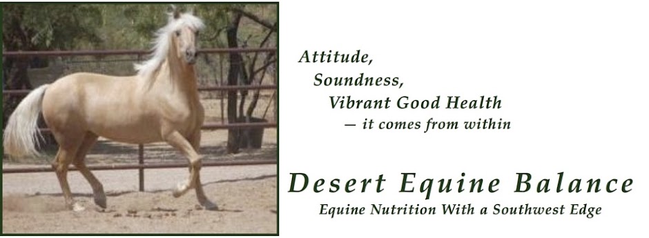 Desert Equine Balance