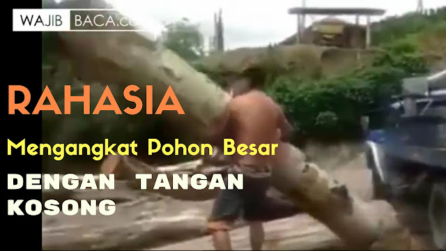 Mencengangkan! Mengangkat Pohon Besar Dengan Mudah, Ternyata Ini Rahasianya! Mencengangkan! Mengangkat Pohon Besar Dengan Mudah, Ternyata Ini Rahasianya!