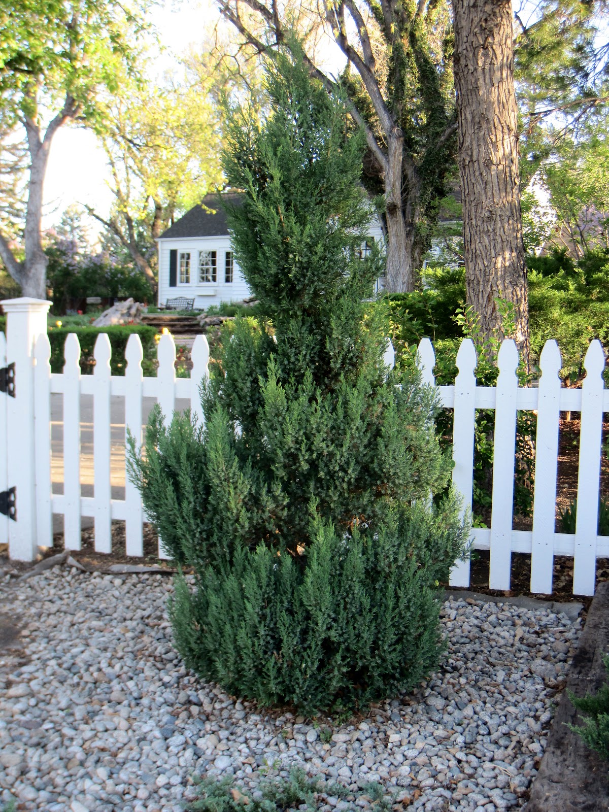 Simple Details diy evergreen spiral topiary