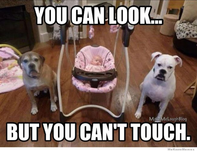 You Can Look But You Can't Touch, Guard Dogs Baby, Friday Frivolity funny dog memes and link-up