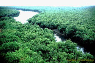Green view of Sundarban