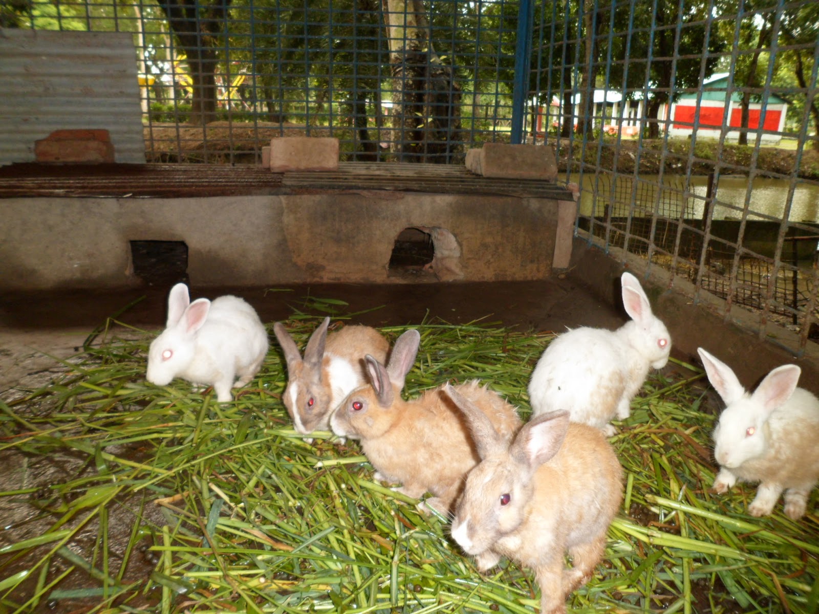 Rabbit Farms In Ohio _ Badger Farms Rabbitry and Rescue – WYAC