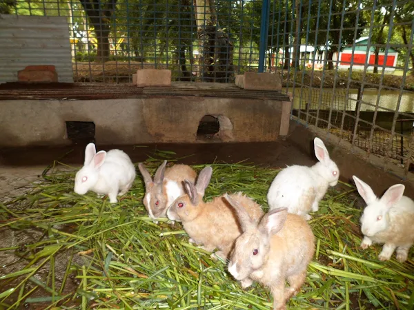 rabbit feed, feeding rabbits