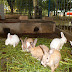 Rabbit Feed