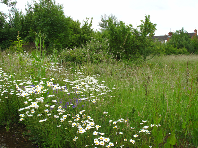 Wild at Hull Buzzing in the Newland Allotments