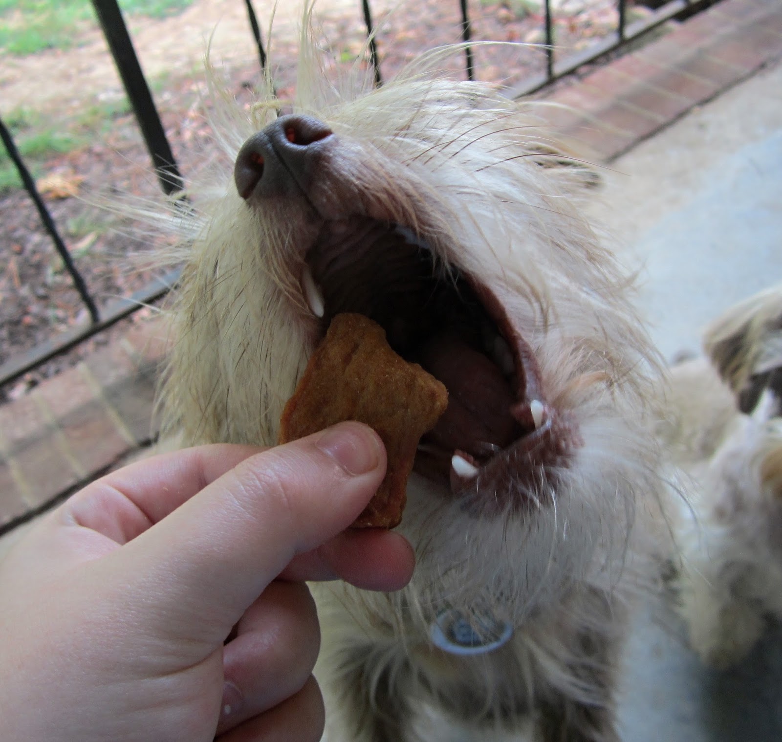 Review & Giveaway Full Moon Chicken Nuggets & Fillets The Chesnut Mutts