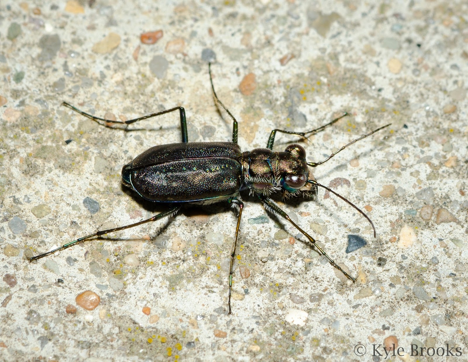 One-Spotted Tiger Beetle, Cylindera unipunctata
