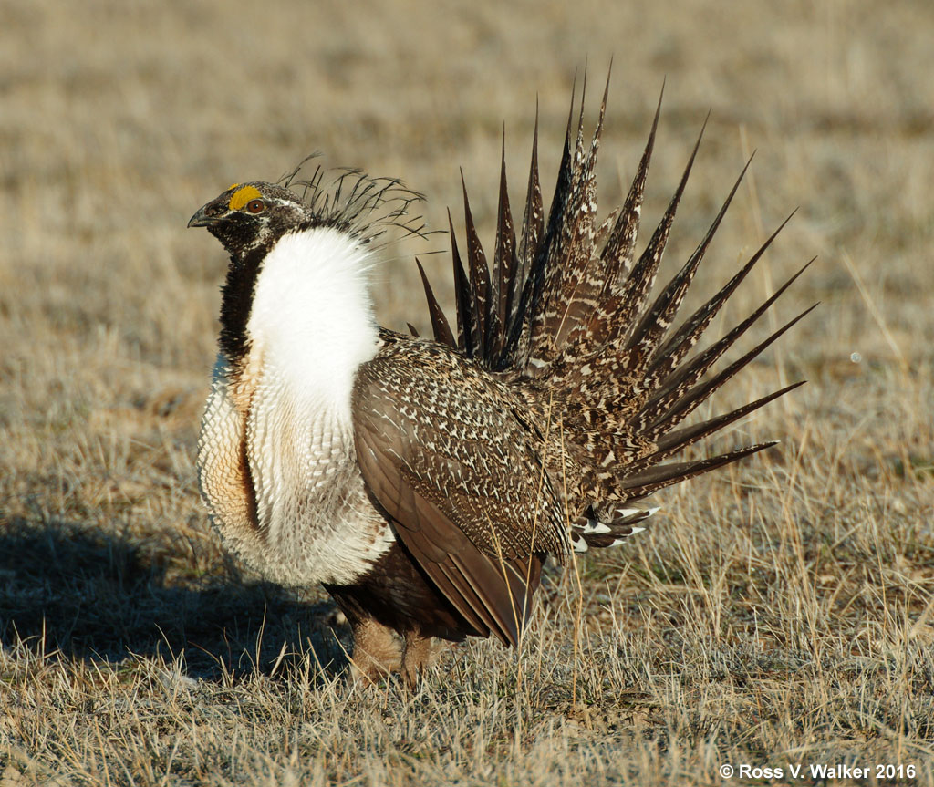Greater Sage-Grouse.