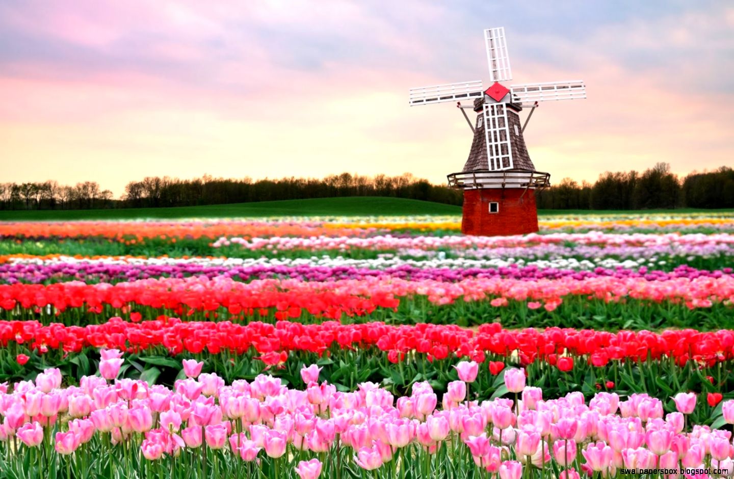 Keukenhof Wallpapers | Wallpapers Box