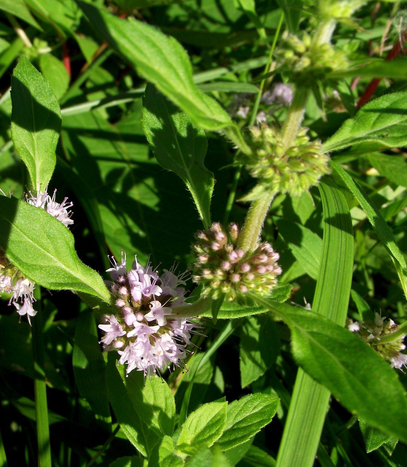 Wild Bee Wild Mint (Mentha Arvensis)