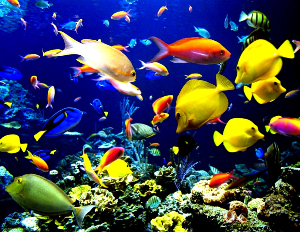 Tropical Harmony Fish Sea Ocean Underwater Beach Wallpaper Hd Desktop