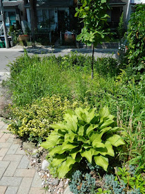 Leslieville garden cleanup front yard before Paul Jung Gardening Services Toronto