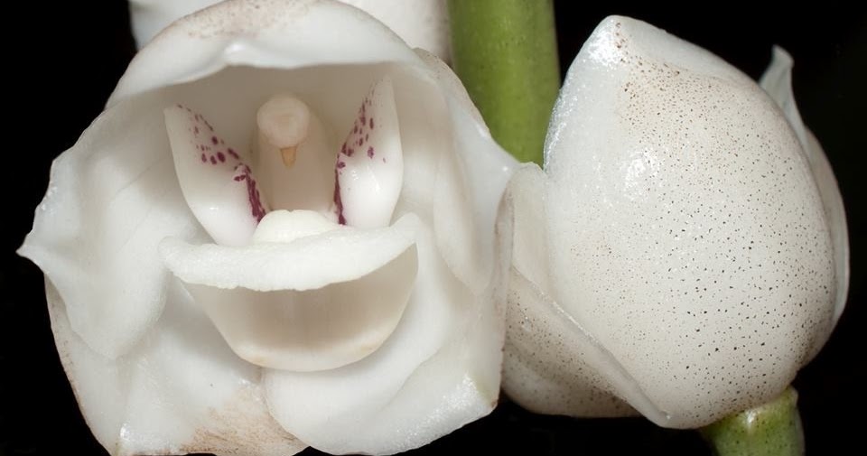 ORQUIDARIO RECREIO : Peristea elata - Orquídea Paloma ou Flor do Espírito  Santo