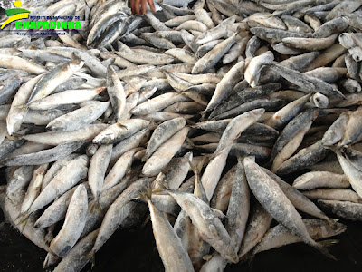 SEMAS inicia distribuição de Peixes na zona rural
