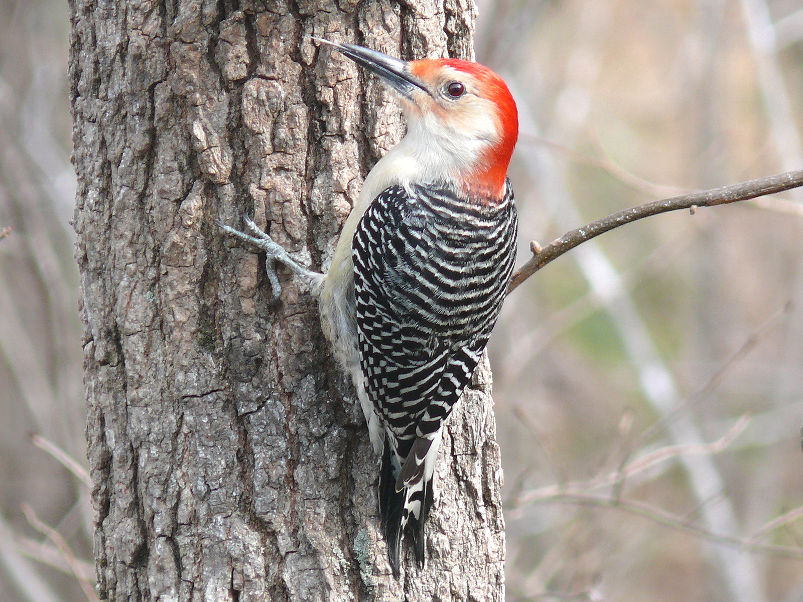 Woodpecker Checks