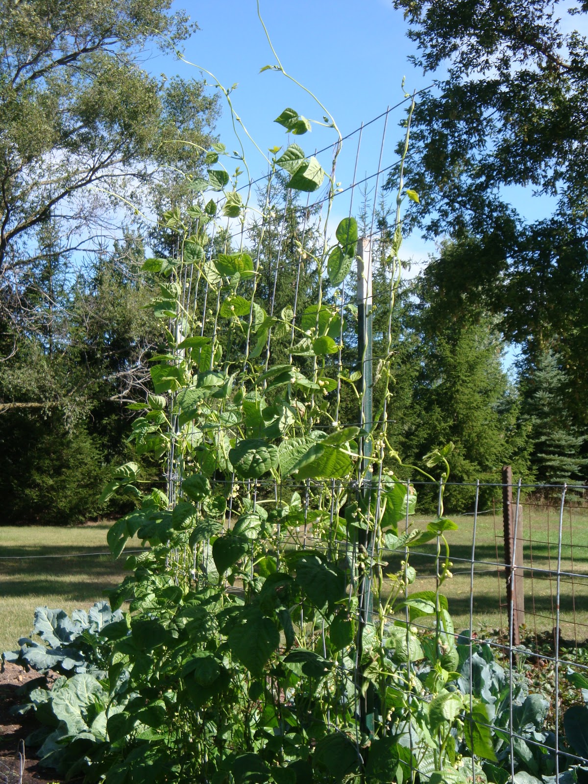 The Garden for Eatin'--for Practical Vegetable Gardening: Vegetables in