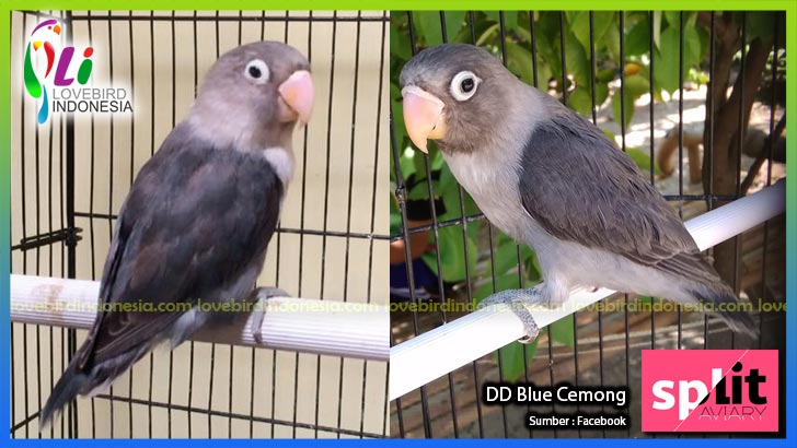 Cara Mencetak Lovebird Batman Berkualitas Dengan Harga Stabil