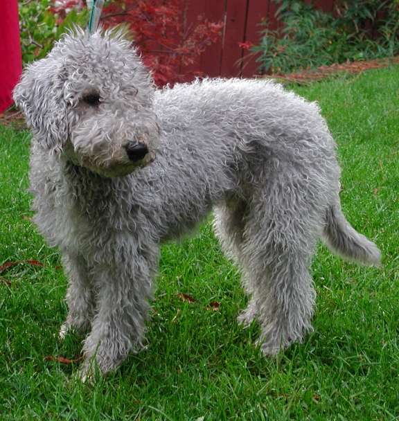 BEDLINGTON TERRIER GUIDE AND INFORMATIONS Bullcatdog