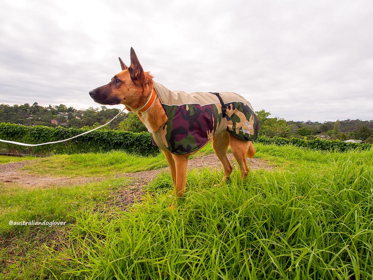 Stockman Series™ 'Premier' Dog Coat Review Australian Dog Lover