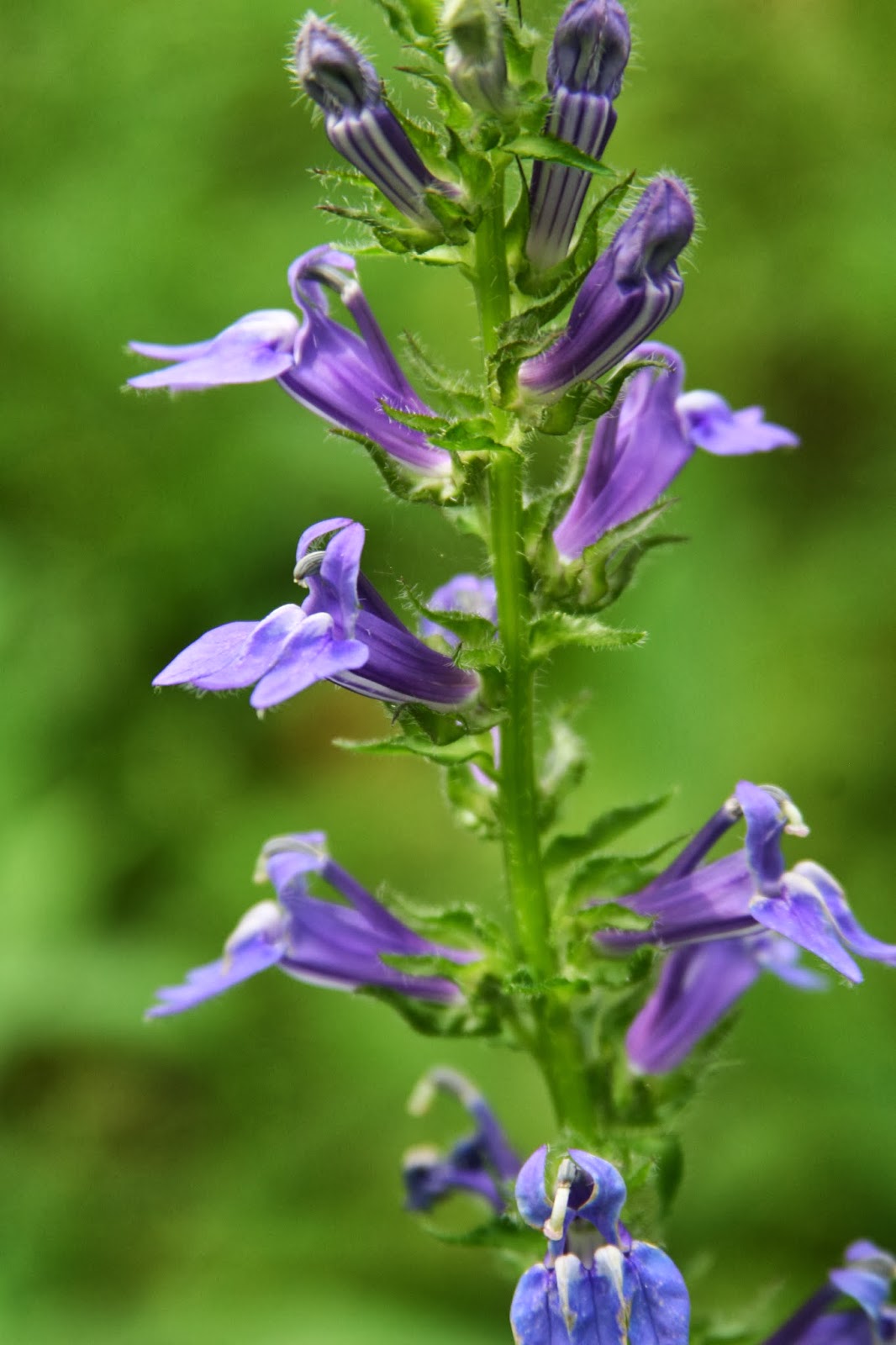Isabella Conservation District Environmental Education Program Native