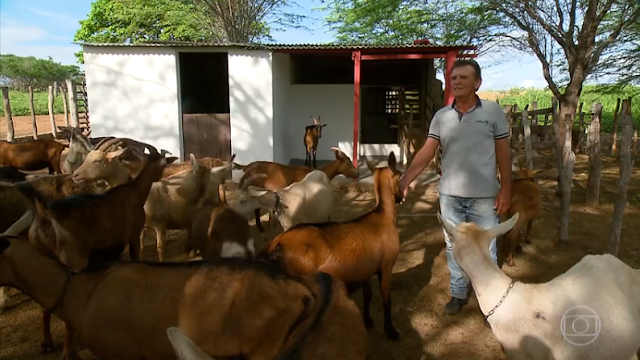 Resultado de imagem para Leite de cabra traz prosperidade para famÃ­lias no Cariri paraibano