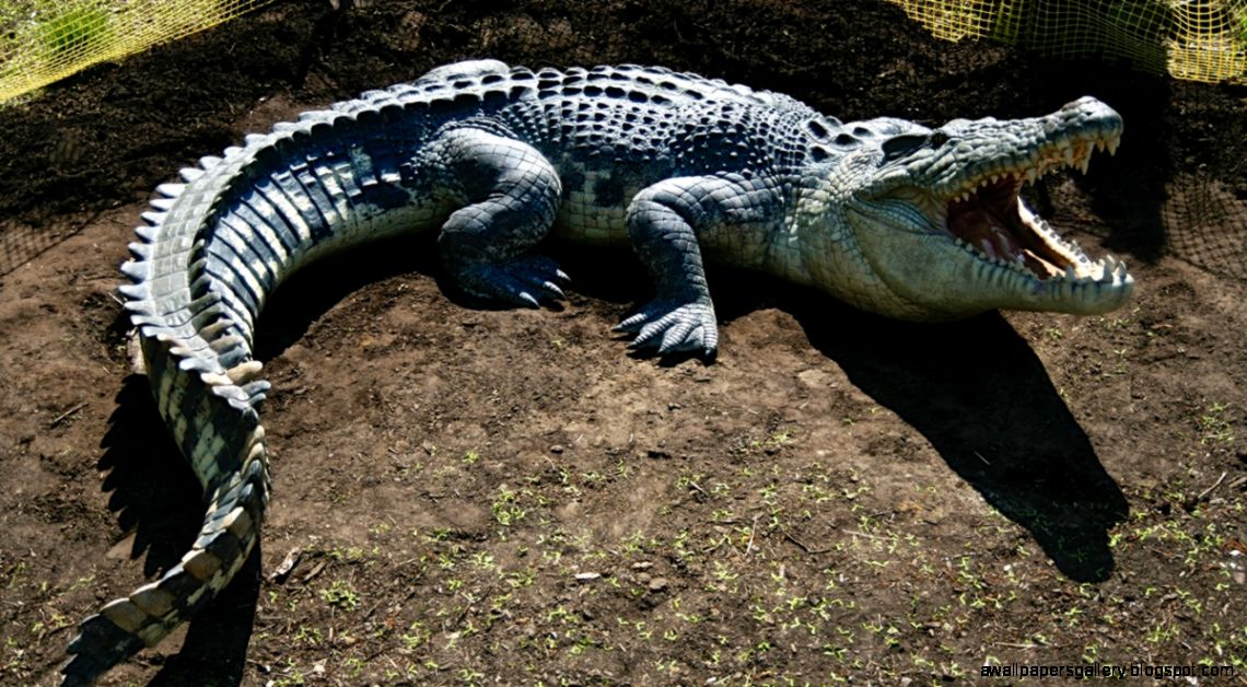 Crocodile history and some interesting facts