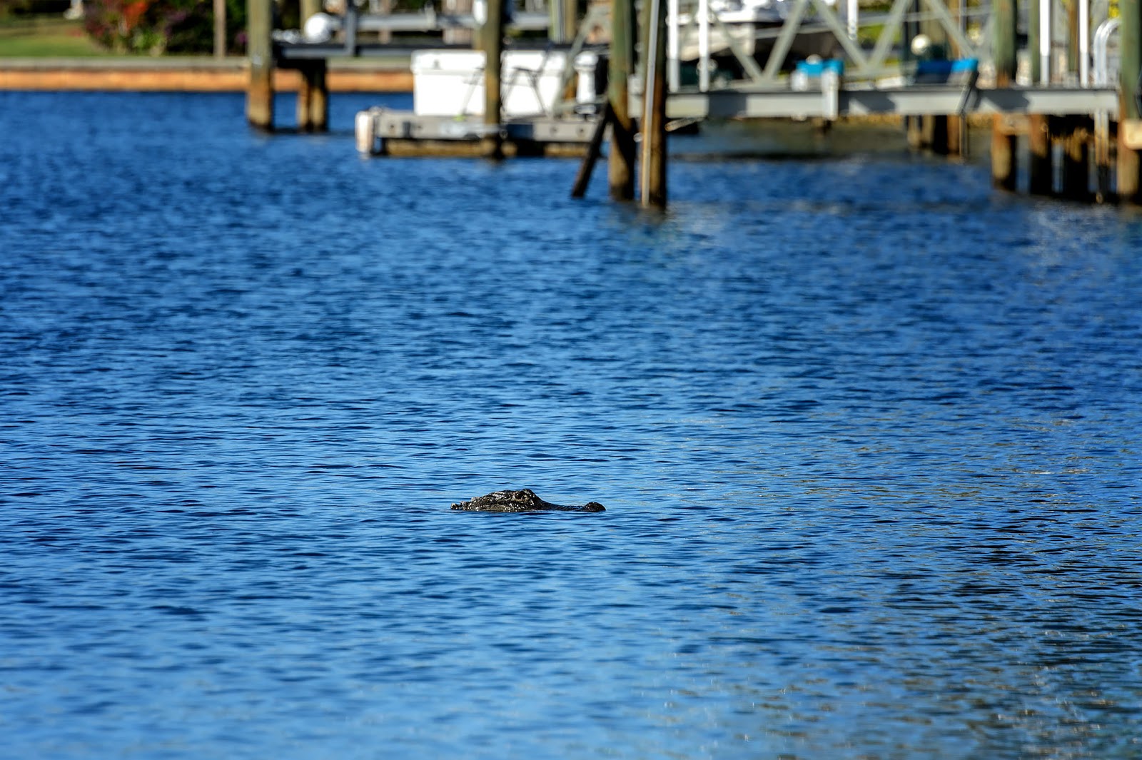 Bubba's Garage: Visiting Port of the Islands for Manatees