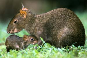 El Conejo Pintado: El conejo pintado