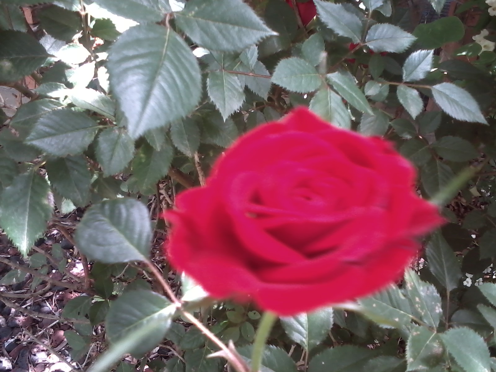 Notes from the Pens: The Cultivated Rose among Wild Roses