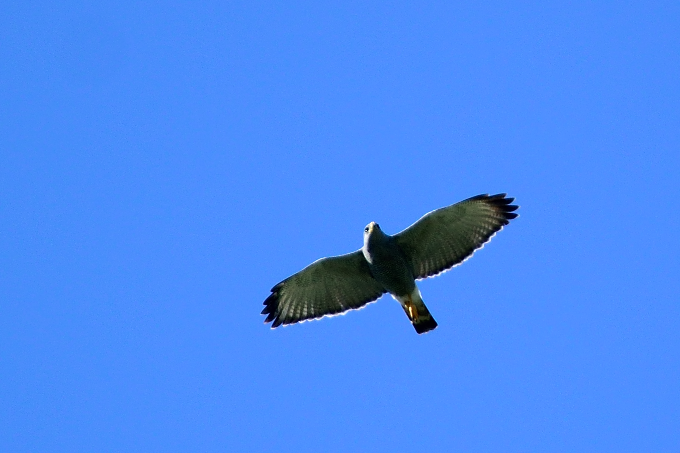 Great BlackHawk in Flight