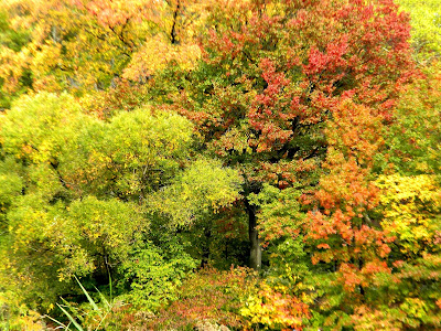 Central Park New York City Autumn and Fall Colors