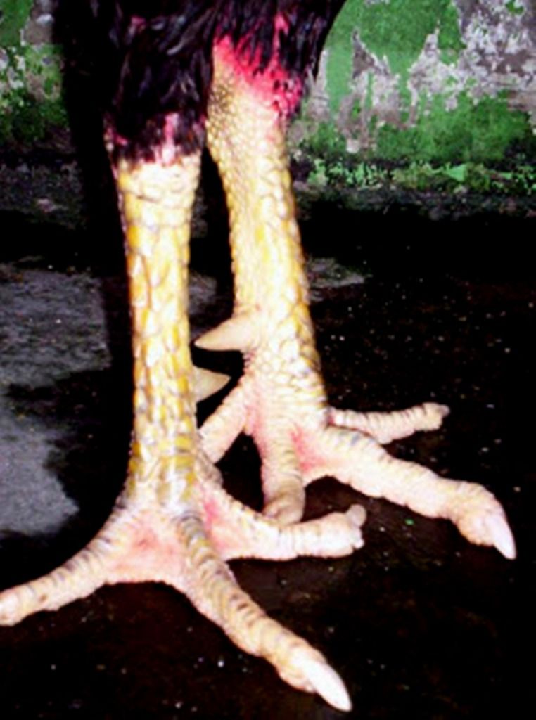 4 gambar  sisik kaki  ayam  yang katuranggan