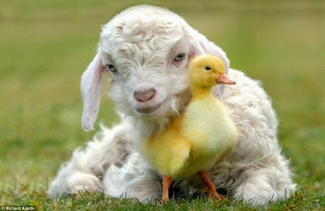 duck-goat.jpg