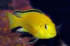 15 Ikan Hias Cantik Yang Mudah Dipelihara Pemula Beserta Harganya