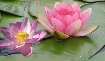 lotus flower, lotus