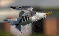 Swift Tern in Flight Woodbridge Island, Cape Town - Canon EOS 7D Mark II Copyright Vernon Chalmers