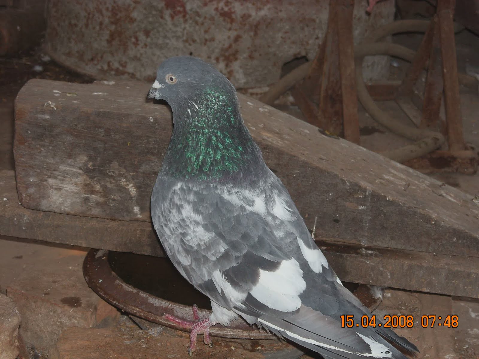 PIGEONS OF Nepal MORE TAUKE'S!!!!