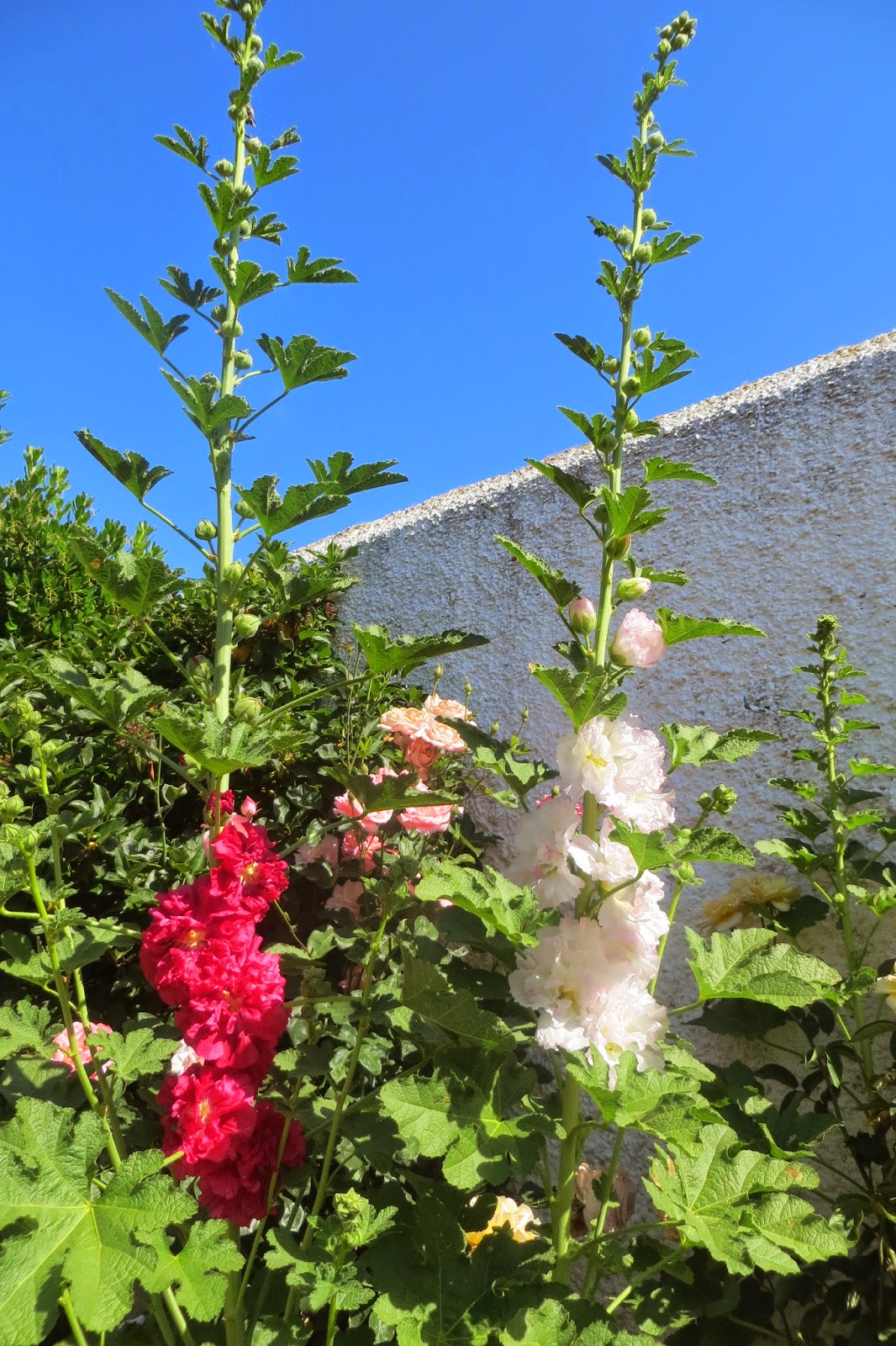 CPR.BEMBEZAR: LOS PATIOS DE CÉSPEDES EN LA PRIMAVERA DEL AÑO 2014