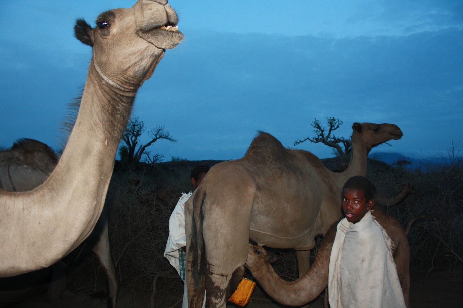 akwaba Latte di cammella