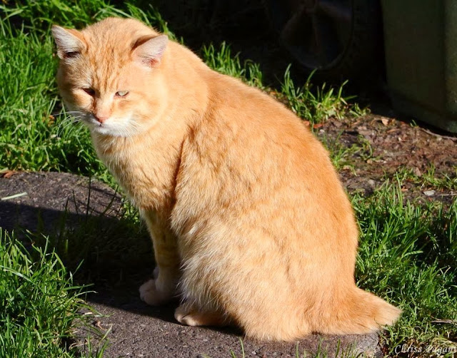 Hamster the bobtail orange cat