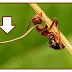Fungo toma controle das formigas ao sequestrar seus corpos, não o cérebro