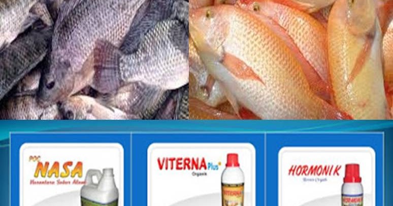 Berikut Yang Bukan Merupakan Ikan Konsumsi Jenis Air Tawar Adalah