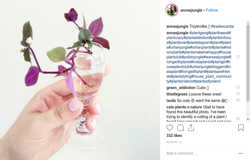 Tradescanthia en agua Tradescantia con las raices en agua