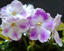 african violets plants anniversary violet indoor grow holidays 50th link pink homestead