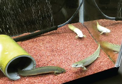 Temperamen Palmas Senegalus Temperamen Palmas Senegalus