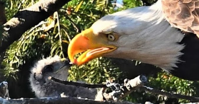 White Wolf : Bald Eagles adopt and feed baby hawk as one of their own