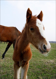 Moje piękne miejsca...: Konie wiosną...