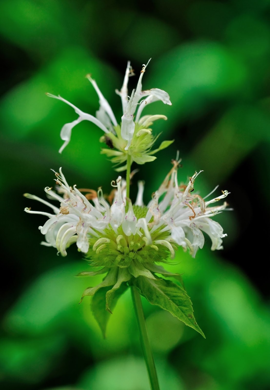 Discover West Virginia Wildflowers on the Greenbrier River Trail Part Two
