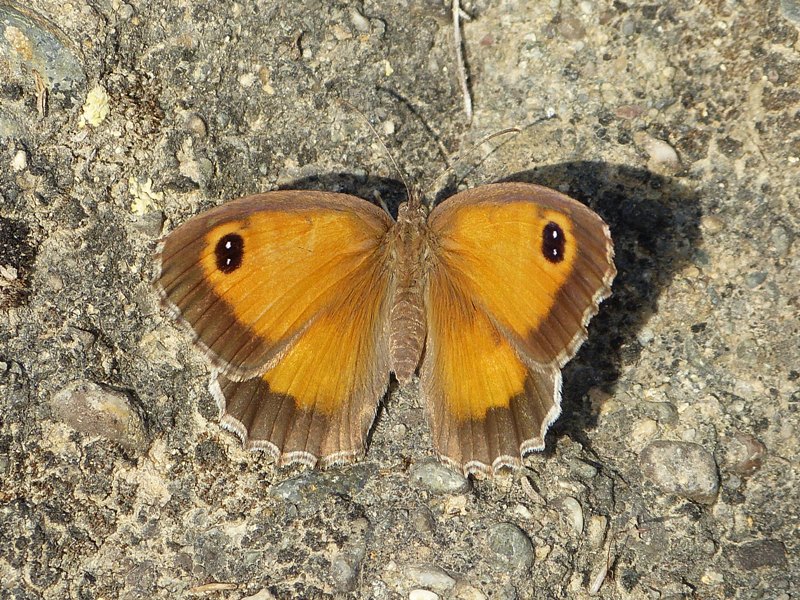 Butterfly Notes Malaga, Spain Butterflies July 2016